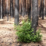 Stockausschlag einer Birke nach Waldbrand