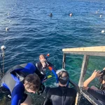 Untersuchungen unter Wasser - Wissenschaftler*innen beim Tauchgang im Roten Meer