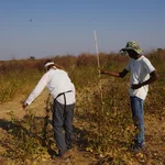 fieldwork
