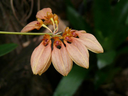 Webers Zwiebelblatt - Bulbophyllum weberi