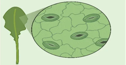epidermal cell shape