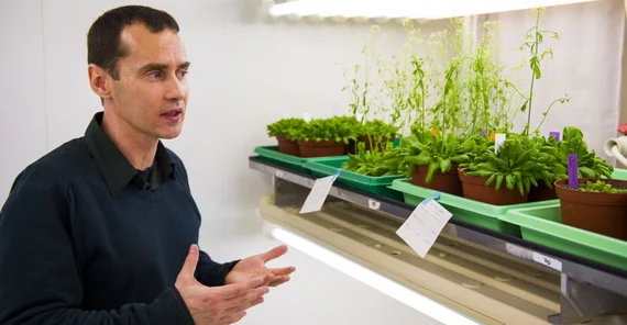 Dr. Tsanko Gechev, scientific manager of CropStrengthen, in the greenhouse. Photo: Thomas Hölzel.