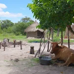 african village cattle under a tree