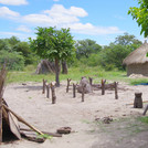 african village cattle under a tree
