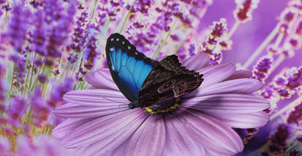 Schmetterlingsvisualisierung_detailliert