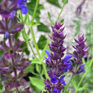 plants with blossoms from salvia