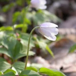 Busch-Windröschen - Anemone nemerosa