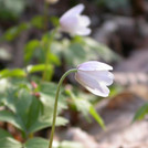 Busch-Windröschen - Anemone nemerosa