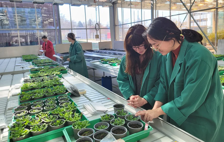 work in the greenhouse