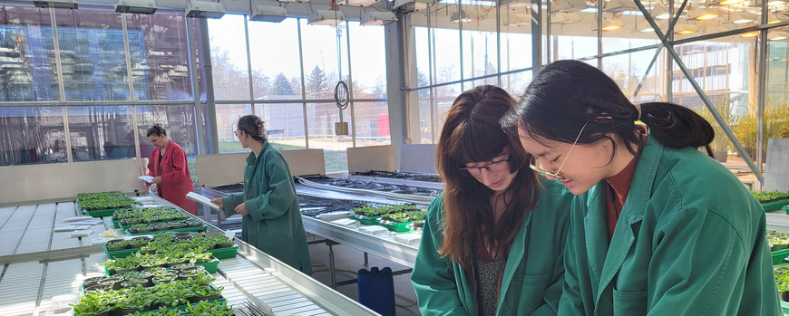 work in the greenhouse
