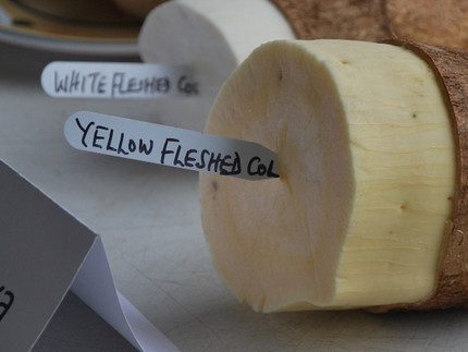 Yellow fleshed cassava as example for successful biofortification