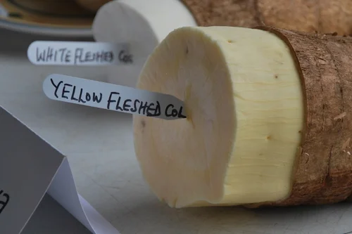 Yellow fleshed cassava as example for successful biofortification