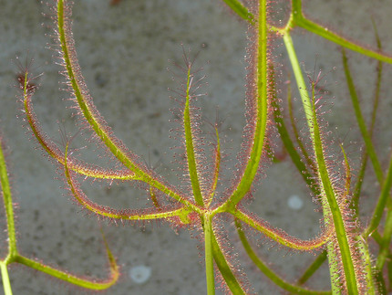 Blätter des Sonnentau mit drüsiger Behaarung zum Fang der Insekten