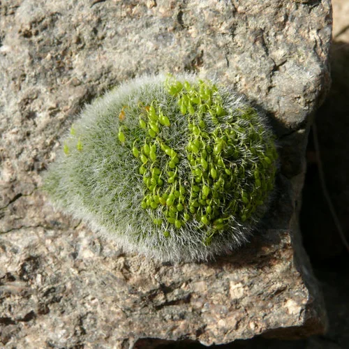 Grimmia pulvinata