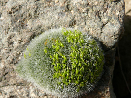 Grimmia pulvinata