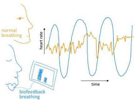 Graphic showing how heart rate and biofeedback are processed together