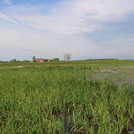 Meadows of Havel flooded near Guelpe