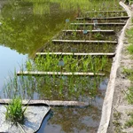 Teich mit neuer Randbepflanzung