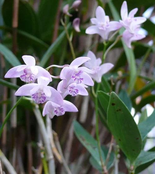 Kings Dendrobium - Dendrobium kingianum