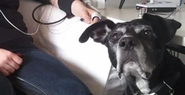 Image: Anne Springer