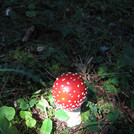 junger roter Fliegenpilz mit weißen Flecken