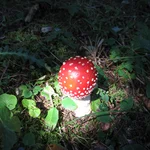 junger roter Fliegenpilz mit weißen Flecken