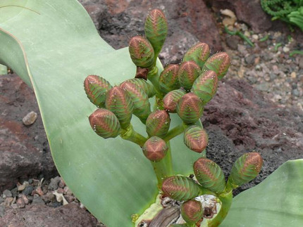 Welwitschie - Welwitschia mirabilis