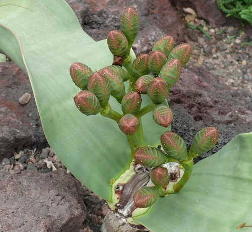 Welwitschie - Welwitschia mirabilis