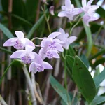 Kings Dendrobium - Dendrobium kingianum