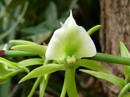 Elfenbein-Orchidee - Angraecum eburneum