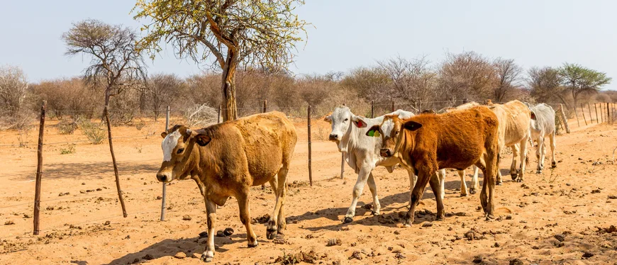 walking cattles