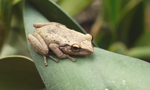 Frosch auf einem Blatt