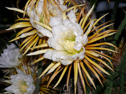 Weiße Blütenblätter und braungelbe Kronblätter der 30 cm großen Blüte der Königin der Nacht