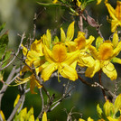 Rhododendron luteum