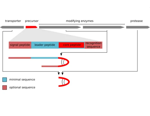 scheme of RiPP biosynthesis