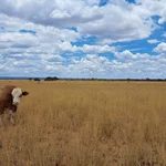 A healthy cow grazing on a lush pasture