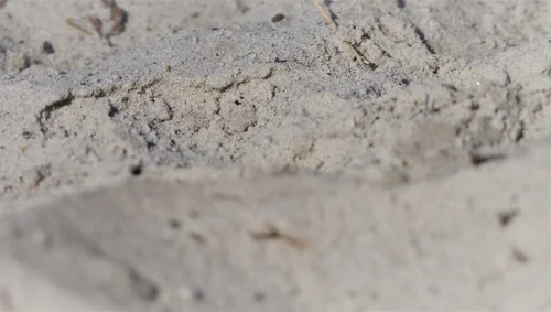 sandy soil