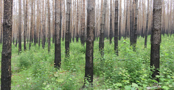 2020 mit Krautvegetation und Zitterpappeln. | Foto: Dr. Thilo Heinken