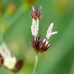 Schwarze Binse - Juncus atratus
