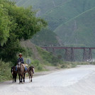 Ein Gaucho reitet mit seinen Pferden durch ein Tal