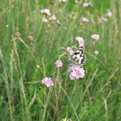 kleine rosa Blüten mit Schmetterling