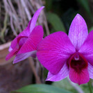 Queensland-Orchidee - Dendrobium bigibbum