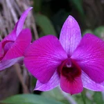 Queensland-Orchidee - Dendrobium bigibbum