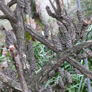 Melaleuca hypericifolia