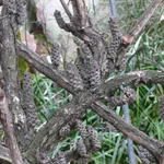 Melaleuca hypericifolia