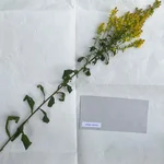 a plant on a paper sheet