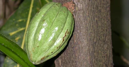 Kakaobaum - Theobroma cacao_M. Burkart