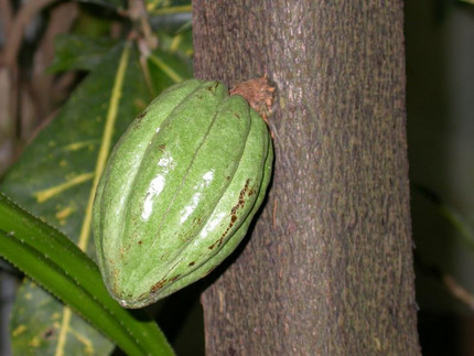 Kakaobaum - Theobroma cacao