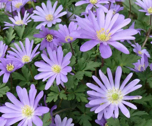 Balkan-Windröschen - Anemone blanda