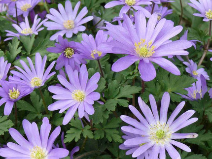 Balkan-Windröschen - Anemone blanda